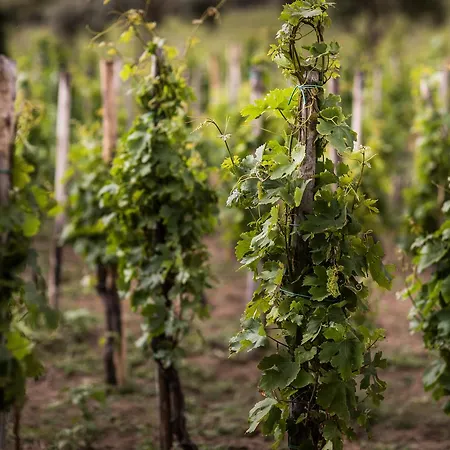 Capofaro & Malvasia